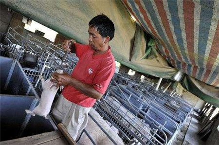 猪病高发期到来,兽药却大幅涨价,养猪人该怎么办?