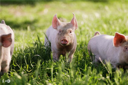 猪市现有三公理!人性“贪婪”还是屠企“朝三暮四”?