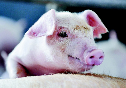 产房除潮、肥猪打针、小猪采血等小技巧，简单实用！