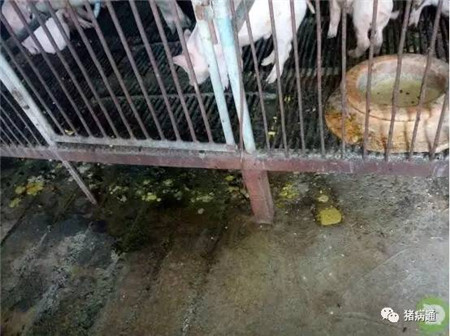 夏秋季两种常发细菌性猪病的防控建议！