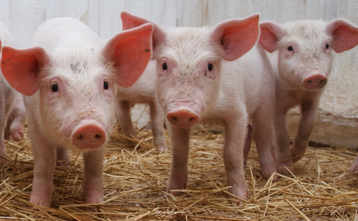 都是神经症状,如何轻松的区分出链球菌,水肿病和伪狂犬