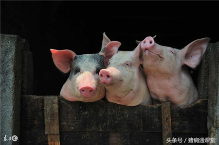 养猪绝招:只要方法在,少吃饲料也能长得快!