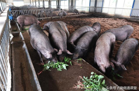 养猪绝招:只要方法在,少吃饲料也能长得快!