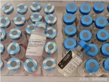 秋季做好科学防控，让疾病远离猪场！