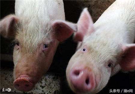 猪价遇到节日就下跌,原来是这么回事!