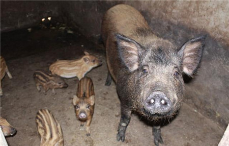 野猪行业谁主沉浮,最后一步很重要