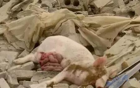 “环保大战”各地捷报，有多少养殖人在流泪！