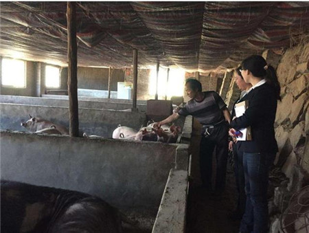 老爸养猪十几年,如今伤心退出,留下这句话让人深思