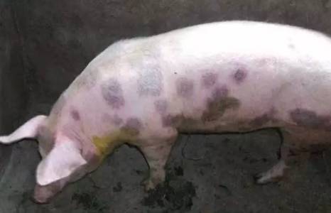 警惕！感染上这种猪病一天致死！前期确诊很重要