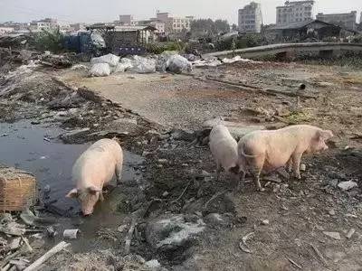 2年减5600万头!环保风劲吹 养殖户是退出还是转型升级?