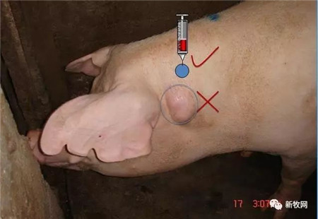 六大关键点，决定猪场伪狂犬净化成败