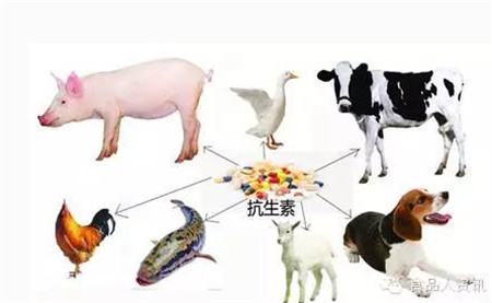 农业部:关于我国养殖业抗生素滥用情况及对策的提案