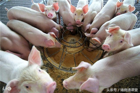 老兽医给您支招,保证断奶仔猪吃的好,长的快!