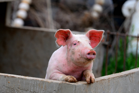 中国江西网讯 记者黄思云报道：9月24日，吉安网友向中国江西网《问政江西》反映，安福县浒坑镇旁边，有人养了20多头猪，周边几百米臭气熏天，附近百姓怨声载道。