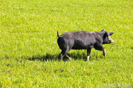 养猪人追求的涨价是虚的,只有猪的长势才是硬道理!