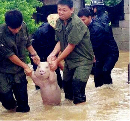 这里的小猪比网红小猪还萌