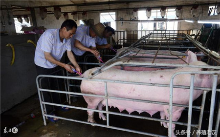 农村养猪:猪病防控,很多猪场这几个细节都没做好!