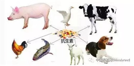 农业部：关于我国养殖业抗生素滥用情况及对策的提案