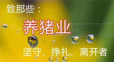 猪养得再好,不关注这些信息,你也不一定能挣钱
