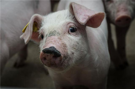 新老思想碰撞:两种养猪模式,你怎么看?