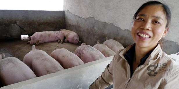 二八定律再难维持,猪市未来谁主沉浮