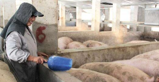 农村养猪人请注意：这种许诺，你可别信！