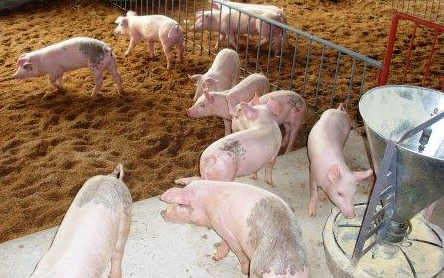 养猪人最关心的猪价、猪价、猪价!猪价到底会怎么走?为此王中老师提出了中国养猪业的两点确定和不确定。