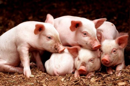 养猪、养牛、养羊,可以说是我国养殖行业中的三巨头,不过这三个产业却有着不同的命运,行情却天差地别,有人赶上好时候赚的盆满钵盈,有人赶上低谷赔的倾家荡产。