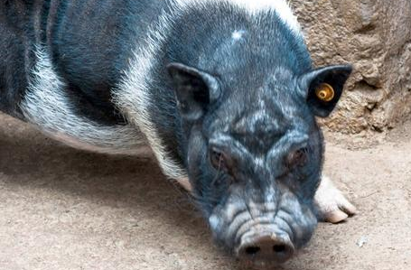 开始前的摸底清点阶段，“整治办”的工作人员就几乎全军覆没：要么在收受养殖户的现金或礼品后，对养殖户多报的养殖数目不予核实