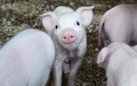 近两年,受国际农产品市场价格影响,农产品价格增长不多,农民经营性收入增长不多;虽然农民打工收入在增长,但是增幅有所减慢。农民持续增收面临了很大的难度。怎么使农民收入增长有后劲,农业部部长韩长赋给出了解决方案。