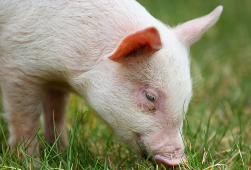 农业部举行新闻发布会，主题是解读《国务院办公厅关于加快推进畜禽养殖废弃物资源化利用的意见》