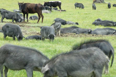 陈文火的“猪圈”很大,大到4万多亩山林。他的猪更特殊,来自巍峨的西藏高原。“开始时,我们只有400头,现在有3000多头,都是纯种藏香猪。”陈文火说。