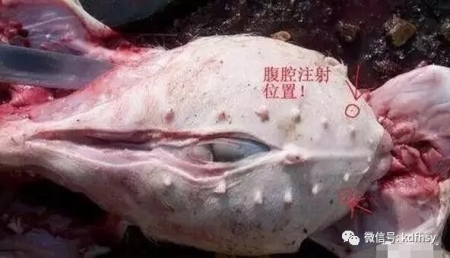 猪腹腔注射的技术要点，你掌握多少？