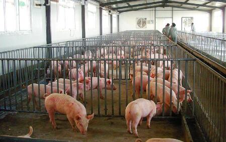 遵循这些原则,明年养猪仍能赚取300元/头利润?
