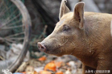 秋季养猪要抓好“三个要点”!