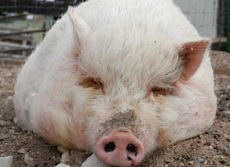 养猪”“养”字当先。可见饲养的重要性。“饲养”“饲”字当先,“饲”就是饲料,饲喂。我就谈谈这个问题。