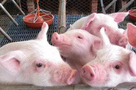 　　今天有一个刚开始养猪的网友咨询我：今天早上起来喂猪，突然发现有一头猪屁股后面拖一个大包，看着红肿红肿的，是什情况？我具体了解了情况，原来猪发生脱肛症状。秋冬季节是猪脱肛症发病的高发期，本文猪农讲解下猪脱肛的致病原因，以及防治方法。 　　 　　猪脱肛病因有多种，常见致病原因与饲料、病理、物理、遗传等有关，猪发生脱肛后，大肠末梢、肛门内侧脱出肛门外。脱肛症状轻的对猪影响不大，脱肛症状较重的脱出部分水肿、出血、溃烂，甚至会致使大肠全部脱出，严重影响猪只的生长速度，因卖相不好，猪贩子会刻意压价，更严重导致猪罹患败血症而最终致死。 　　 　　猪场发生脱肛病例，该怎么办？ 　　 　　饲料因素引起的猪脱肛 　　 　　饲料被霉菌毒素污染是致使猪脱肛症状的主要原因，当饲料中霉菌毒素含量超标，猪只采食后霉菌毒素在肠道内累积，过量的霉菌毒素会刺激猪直肠肿胀而引起猪脱肛症状。因此猪场发生脱肛情况一定要先查看饲料是否有霉变情况，特别是秋季，新收获的玉米已经开始流入市场，而新收获的玉米因含水量大，再加上秋季多雨潮湿，极易导致储存的玉米发生霉变。 　　 　　除饲料霉变外，饲料中长期添加棉粕，会造成猪只中毒而引发脱肛症状；另外，突然更换饲料、饲料中粗纤维含量过低或过高，以及饲料中含钙量过高也可以引起猪脱肛症状。 　　 　　猪场发生脱肛病例，该怎么办？ 　　 　　防治饲料因素引起的猪脱肛，建议猪饲料要做好防潮措施，经常晾晒，并保证饲料中长期添加脱霉剂；不建议在长期在饲料中添加棉粕，定期安排添加；在配制猪饲料时要合理搭配营养成分，保证营养的同时，也要遵循饲料的搭配原则。 　　 　　病理因素引起的猪脱肛 　　 　　一些疾病病理刺激能引起猪脱肛情况，例如猪长期便秘、腹泻，持续刺激肛门括约肌，致使其功能紊乱而引起脱肛；另外，猪呼吸道疾病引起的猪咳嗽也能引起猪脱肛，猪剧烈咳嗽会致使腹腔内压升高，会造成直肠异位而脱出。 　　 　　病理引起的猪脱肛要先缓解猪病症，再对脱肛症状进行治疗，下文会说猪脱肛具体治疗方法。 　　 　　物理因素引起的猪脱肛 　　 　　当猪舍温度过低或猪群饲养密度过大，猪群挤压，造成猪腹部内压过大引发猪脱肛症状。 　　 　　猪场发生脱肛病例，该怎么办？ 　　 　　遗传因素引起的猪腹泻 　　 　　猪农遇到过这种情况，某头母猪所产的仔比其它母猪产的仔更易发生脱肛症状，据此可以说明遗传因素也是猪脱肛的原因。如果猪场遇到此种情况，建议及时淘汰这样的母猪。另外，需要说明的是遗传引起的猪脱肛，多是近亲繁殖引起的，因此在平常猪场生产安排时，尽量减少近亲繁殖。 　　 　　对于脱肛症状较轻的猪，用10%的明矾清洗脱出的部分，消毒、消肿后，把猪后腿提起，缓慢把脱出部分送回腹腔，并使猪后腿离地半小时，一般能脱肛症状就会缓解。 　　 　　如果猪脱肛症状严重或频繁脱肛，那就需要手术治疗了，用10%的明矾清洗脱出的部分，消毒、消肿后，把脱出部分送回腹腔，并对手术针线消毒，对脱出部分进行荷包式缝合，手术后再注射头孢消炎，用药3天，脱肛症状一般都能缓解。