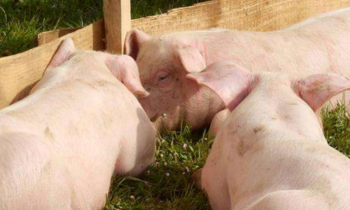 拆除“低、小、散、乱、差”养殖场1314家,完成整改144家,创建“标准化、生态化”养殖场88家、美丽生态牧场4家,