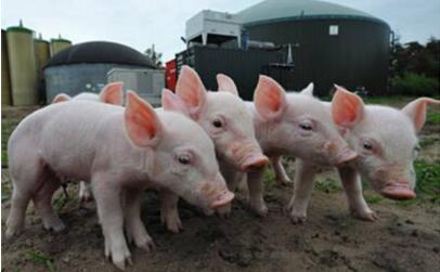 南方养殖是否已“超载”？东北人民竟是这样看待南猪北养的！