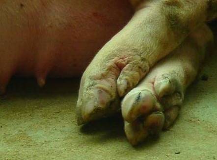 猪蹄开裂,原来这个病才是罪魁祸首!