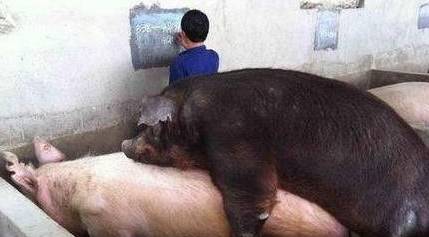 母猪配种很繁琐?按照这个来,一次就中!
