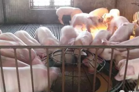哺乳仔猪的饲哺乳仔猪教槽料的使用