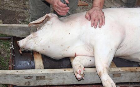 云南镇雄回应“问题猪肉”质疑:未流向学校营养餐