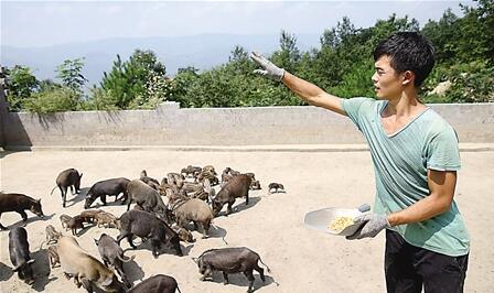 他放弃韩国高薪“洋工”回乡当野猪倌