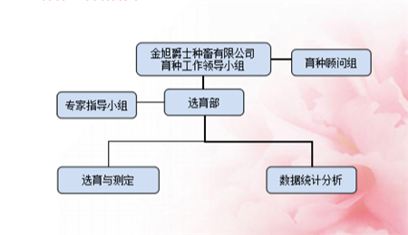 打造属于自己的“金字招牌” ——走进湖北金旭爵士种畜有限公司