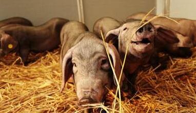 他养猪几乎没赔过钱,原来是这么做的!