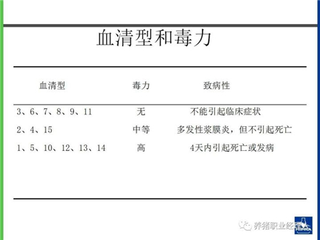 秋天了，副猪嗜血杆菌这个病，不得不多说两遍