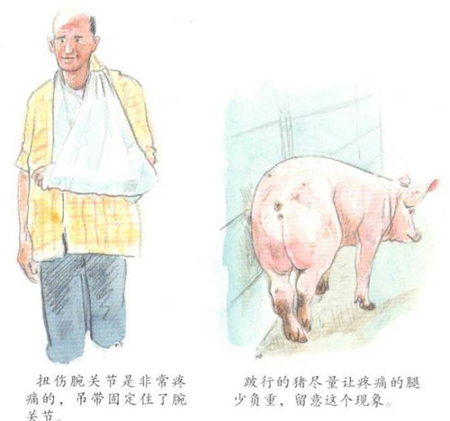 猪只疼痛时发出的信号和人是一样的吗?