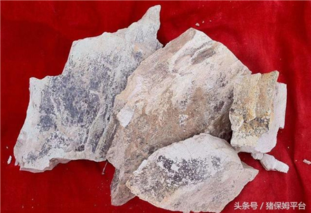 用这种石头喂猪,猪不仅长得快,还能少得病