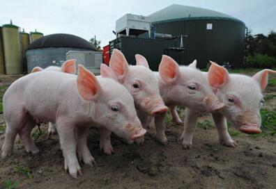 饲料、兽药面对这两座大山 猪价到底会何去何从?